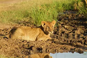 Predate: Lion