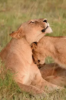 Cuddle: Lion (Panthera leo), lioness cuddles with young
