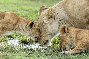 Wheedle: Lion (Panthera leo), lioness drinking and lion cubs