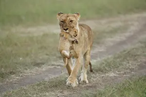 Held: Lion (Panthera leo) lioness holding a cub in its