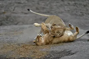 Devouring: Lion (Panthera leo) Lioness playing after devouring