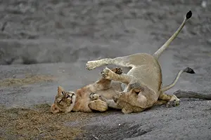 Devouring: Lion (Panthera leo) Lioness playing after devouring