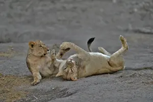 Devouring: Lion (Panthera leo) Lioness playing after devouring
