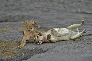 Devouring: Lion (Panthera leo) Lioness playing after devouring
