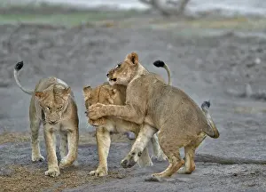 Devouring: Lion (Panthera leo) Lioness playing after devouring
