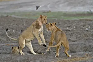 Devouring: Lion (Panthera leo) Lioness playing after devouring