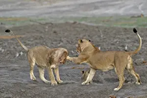 Devouring: Lion (Panthera leo) Lioness playing after devouring