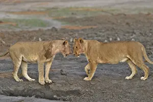 Devouring: Lion (Panthera leo) Lioness playing after devouring