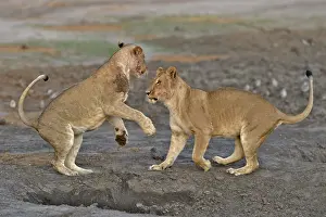 Devouring: Lion (Panthera leo) Lioness playing after devouring