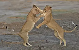 Devouring: Lion (Panthera leo) Lioness playing after devouring