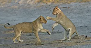 Devouring: Lion (Panthera leo) Lioness playing after devouring