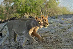 Devouring: Lion (Panthera leo) Lioness playing after devouring