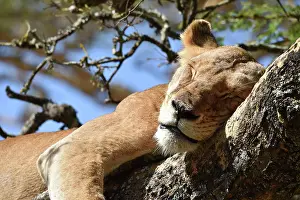 Rest: Lion (Panthera leo) Lioness, tree lion sleeping