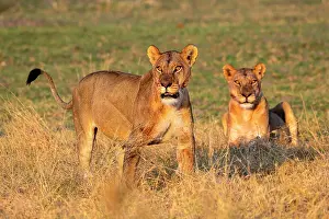 Okavango: Lion (Panthera leo), lionesses, Moremi Game Reserve
