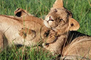 Wheedle: Lion (Panthera leo), lionness and cub, Masai Mara