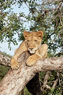 Zimbabwe: Lion