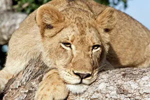 Zimbabwe: Lion
