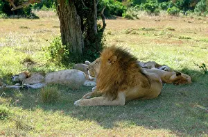 Manes: LION