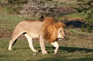 Sergio: Lion (Panthera leo), Maasai Mara, Kenya