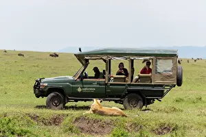 Sergio: Lion (Panthera leo), Maasai Mara, Kenya