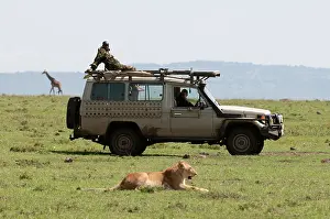 Sergio: Lion (Panthera leo), Maasai Mara, Kenya