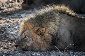 Kunene: Lion (Panthera leo), male animal, Etosha National