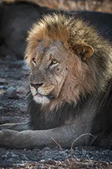 Kunene: Lion (Panthera leo), male animal, portrait, Etosha