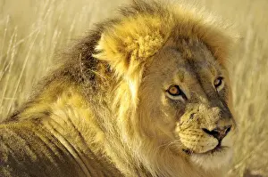 Transborder: Lion (Panthera leo) male with black mane in the