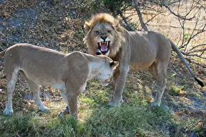 Khwai: Lion