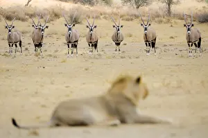 Gazella: Lion (Panthera leo) male in front of a herd of Oryx