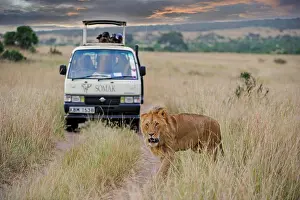 Truck: Lion (Panthera leo), male, safari vehicle in the