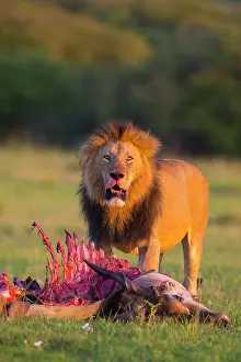 Skeleton: Lion (Panthera leo), male with skeleton, eland kill