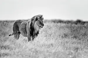 Selective: Lion (Panthera leo), male standing in grassland