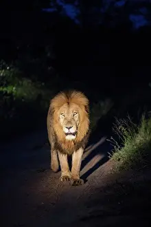 Sabi: Lion (Panthera leo), male walking at night, Sabi