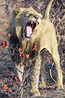 Bushland: Lion