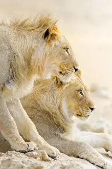 Nationa: Lion (Panthera leo) two males at the waterhole in