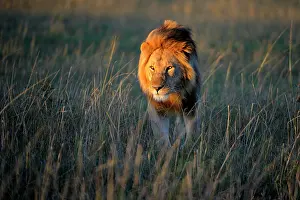 Preserves: Lion (Panthera leo) with a mane in the first morning