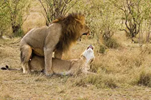 Predate: Lion