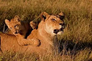 Interacting: Lion