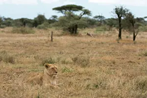 Ndutu: Lion (Panthera leo), Ndutu, Ngorongoro Conservation