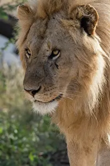 Ndutu: Lion (Panthera leo), Ndutu, Ngorongoro Conservation