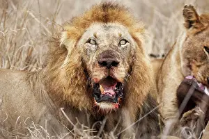 Bloody: Lion (Panthera leo), old animal, animal portrait