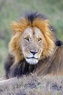 Maned: Lion (Panthera leo), old maned lion, portrait, Masai