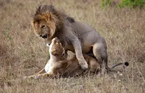 Desire: Lion (Panthera leo) pair mating, Masai Mara