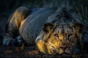 Exhausted: Lion (Panthera leo). Phinda / Munyawana / Zuka Game