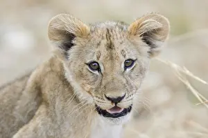 Okavango: Lion (Panthera leo) portrait of cub, Khwai, Botswana