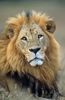 Tsavo: Lion