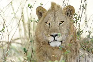 Felids: Lion