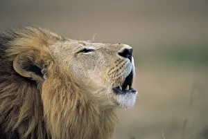 Roar: Lion