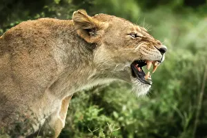 Roar: Lion (Panthera leo), Roaring lioness, Tsavo National